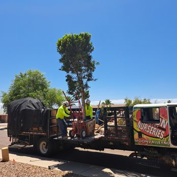 Moon Valley Nurseries - Tree Services Near Me - Phoenix, Arizona