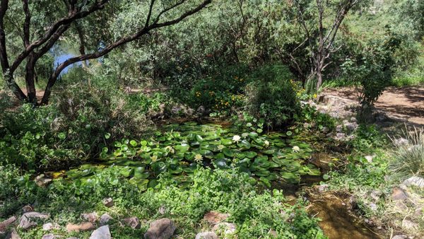 Patagonia Lake State Park by null