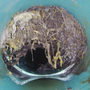 Knight Rooter Sewer & Drain Cleaning Services - Plumbing Near Me - Seattle, Washington