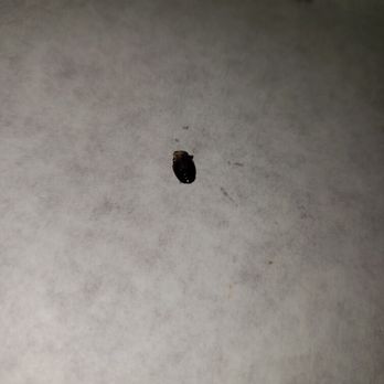 El Coyote - A roach on the table that I removed from my nacho - Mexican Near Me - Forest Hills, New York