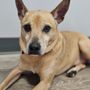 Photo of Paradise Animal Rescue