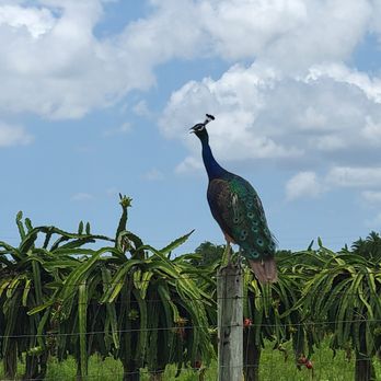 Ly Edwina Farm - Pick Your Own Farms Near Me - Homestead, Florida Ly Edwina Farm - Pick Your Own Farms Near Me - Homestead, Florida