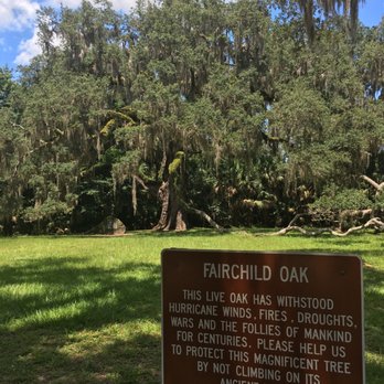 Bulow Creek State Park - Fairchild Oak Tree - Parks Near Me - Ormond Beach, Florida