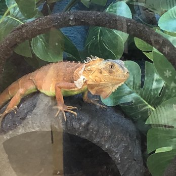 Petco - When I'm feeling down, I go to Petco to talk to the iguana. - Pet Training Near Me - Huntersville, North Carolina