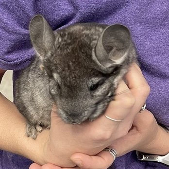 HERPS Exotic Reptile And Pet Shop - Chinchilla - Pet Stores Near Me - Bryan, Texas