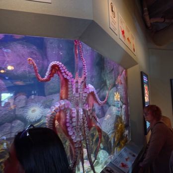 Monterey Bay Aquarium - Aquariums Near Me - Monterey, California