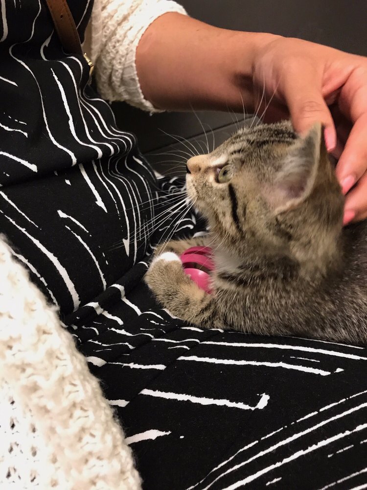 SPCA OF SOUTHWEST MICHIGAN Updated August 2024 12 Reviews 6955 W