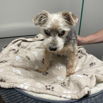 Veterinary Emergency Group - Seamus 2022 - Emergency Pet Hospital Near Me - Newton, Massachusetts Veterinary Emergency Group - Seamus 2022 - Emergency Pet Hospital Near Me - Newton, Massachusetts