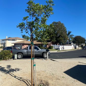 Erick Marroquin Landscaping - This is the tree that couldn't stay standing. It has good support now. - Gardeners Near Me Erick Marroquin Landscaping - This is the tree that couldn't stay standing. It has good support now. - Gardeners Near Me