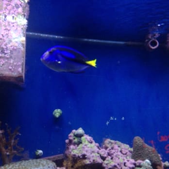 Pet Paradise - Dory!!! - Pet Stores Near Me - Pueblo, Colorado Pet Paradise - Dory!!! - Pet Stores Near Me - Pueblo, Colorado