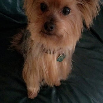 Adela's Doggie Spa - Little Juicy all groomed - Pet Groomers Near Me - Miami, Florida