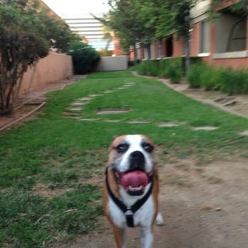 Windsor Main Place - Dog run - Apartments Near Me - Orange, California Windsor Main Place - Dog run - Apartments Near Me - Orange, California
