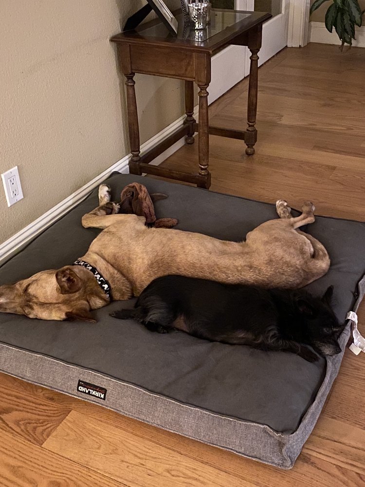 WOOF DAYCARE & BOARDING 69 Photos & 115 Reviews 25 Beta Ct, San