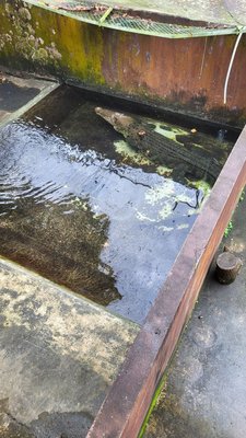 Palawan Wildlife Rescue and Conservation Center (Crocodile Farm) by null