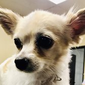 purrfectly pampered paws