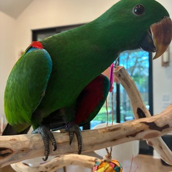 JC Aviary - Hanging out with the family on his perch from JC Aviary - Pet Stores Near Me JC Aviary - Hanging out with the family on his perch from JC Aviary - Pet Stores Near Me