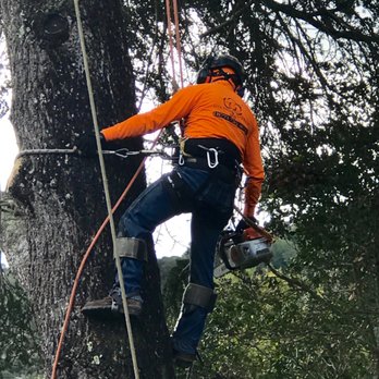 One Two Tree Care - Skilled climbers - Tree Services Near Me - Fremont, California One Two Tree Care - Skilled climbers - Tree Services Near Me - Fremont, California