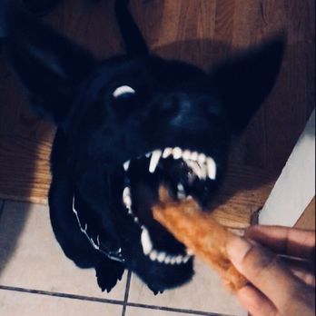 VooDoo Dogs - Sauli.. well... ferocious and loving at the same time - Dog Walkers Near Me VooDoo Dogs - Sauli.. well... ferocious and loving at the same time - Dog Walkers Near Me