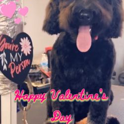 Lacey's Dog Gone Grooming Salon