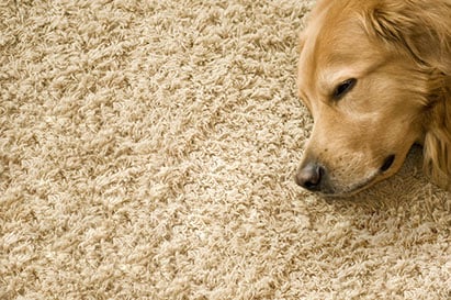 A1 Carpet Cleaning