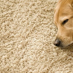 Carpet Cleaning In Lansing Yelp