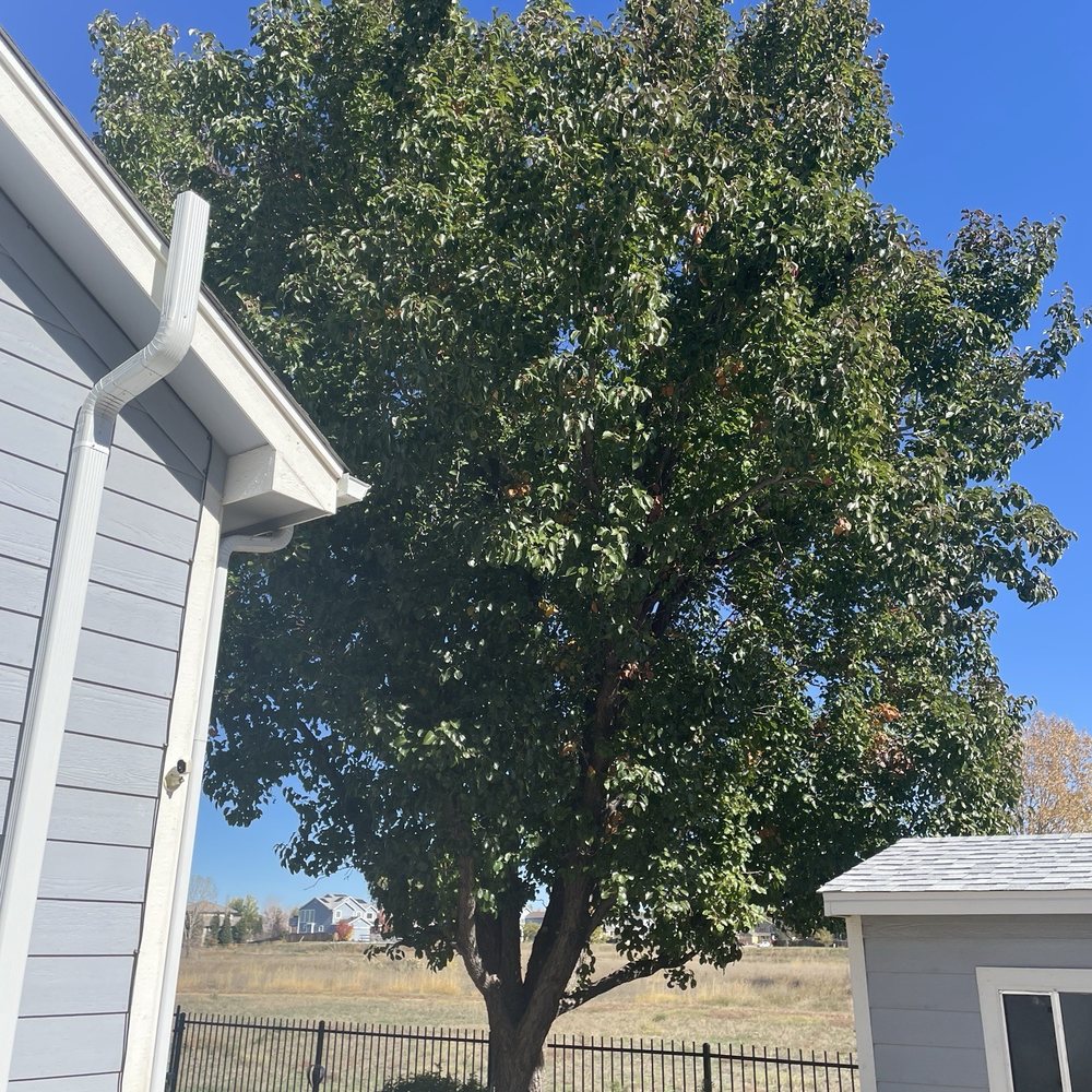 Mikes Tree Service - Before - Tree Services Near Me Mikes Tree Service - Before - Tree Services Near Me