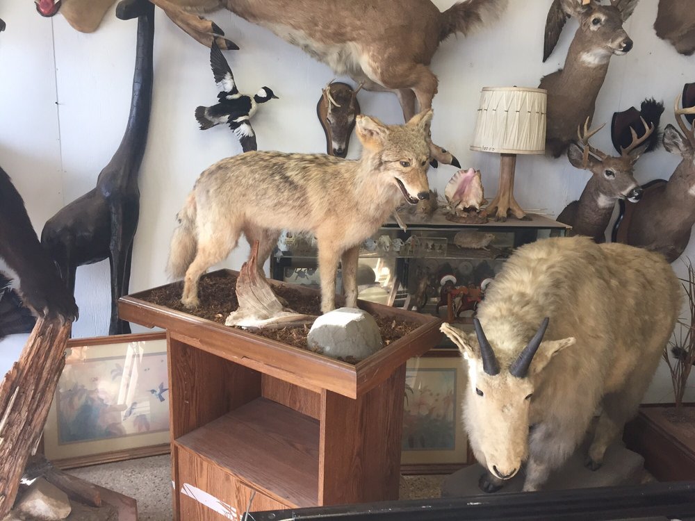 Cypress Hills Taxidermy Studio - taxidermy in Brooklyn, NY