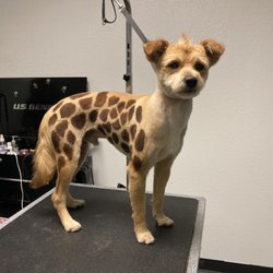 Vanity Pawz Pet Salon - Ollie the giraffe