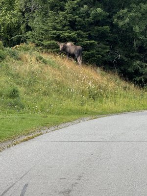 Tony Knowles Coastal Trail by null