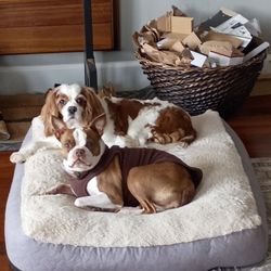 Family Pet Clinic of Newberg