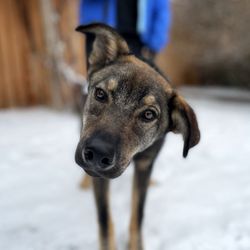 To Train Up A Dog - Need training?