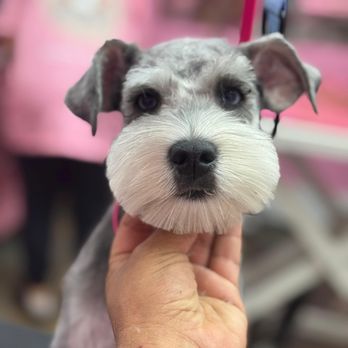 Pet Glam Spa - Pet Groomers Near Me - Tampa, Florida Pet Glam Spa - Pet Groomers Near Me - Tampa, Florida