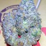 Photo of Stanky Danky