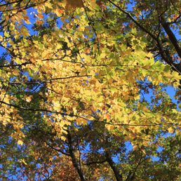 Fall foliage Fall foliage