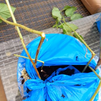 Gardening Express - Gardeners Near Me - Chelmsford, ESS