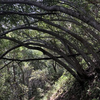 Uvas Canyon County Park - Parks Near Me - Morgan Hill, California