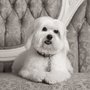 Photo of Premier Pet Salon