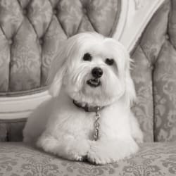 Premier Pet Salon - ~Knut all Fluffed and Buffed~
