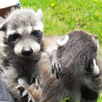 Ranger Wildlife Specialists - Raccoon Removal Specialists- Mchenry il - Wildlife Control Near Me Ranger Wildlife Specialists - Raccoon Removal Specialists- Mchenry il - Wildlife Control Near Me