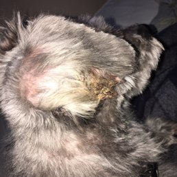 Gabby's pets destroyed my dogs ear. They cut her and put this disgusting medicine on, and it still hasn't come off (two weeks later)