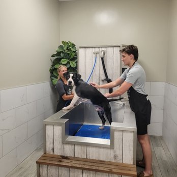 Waggin' Tails Dog Wash - Pet Groomers Near Me - Gilbert, Arizona Waggin' Tails Dog Wash - Pet Groomers Near Me - Gilbert, Arizona