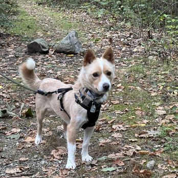 Korean K9 Rescue - Animal Shelters Near Me - Astoria, New York