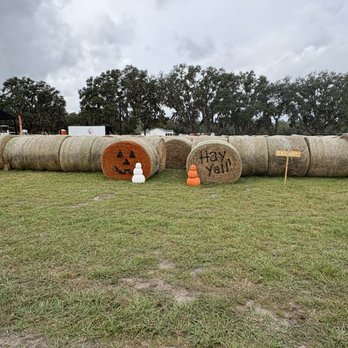 Frogmore Fields - Pick Your Own Farms Near Me - Dade City, Florida
