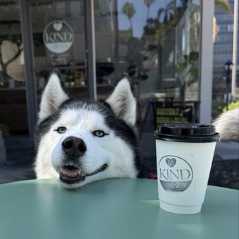 Kind Coffee - So dog friendly! - Bakeries Near Me - San Diego, California Kind Coffee - So dog friendly! - Bakeries Near Me - San Diego, California