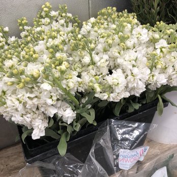 Janal Wholesale - Janal's has really unique and common flowers and greenery. This is my happy place! - Florists Near Me - San Antonio, Texas Janal Wholesale - Janal's has really unique and common flowers and greenery. This is my happy place! - Florists Near Me - San Antonio, Texas