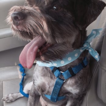 Suffolk Animal Hospital - Mary did a great job with Baxter's cut! :) - Veterinarians Near Me - Suffolk, Virginia Suffolk Animal Hospital - Mary did a great job with Baxter's cut! :) - Veterinarians Near Me - Suffolk, Virginia