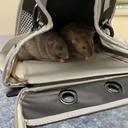 West End Veterinary Office - My boys being well behaved at their first visit