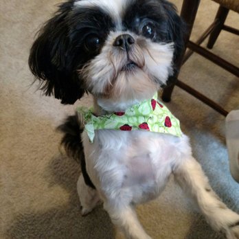 Dez's Dawgs - Dez does such an amazing job with our Rosie. - Pet Groomers Near Me - Glen Burnie, Maryland Dez's Dawgs - Dez does such an amazing job with our Rosie. - Pet Groomers Near Me - Glen Burnie, Maryland