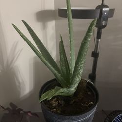 Trader Joe’s