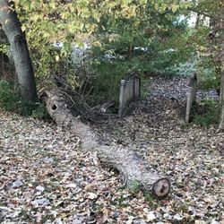 Beez Trees - Trunk to be removed.